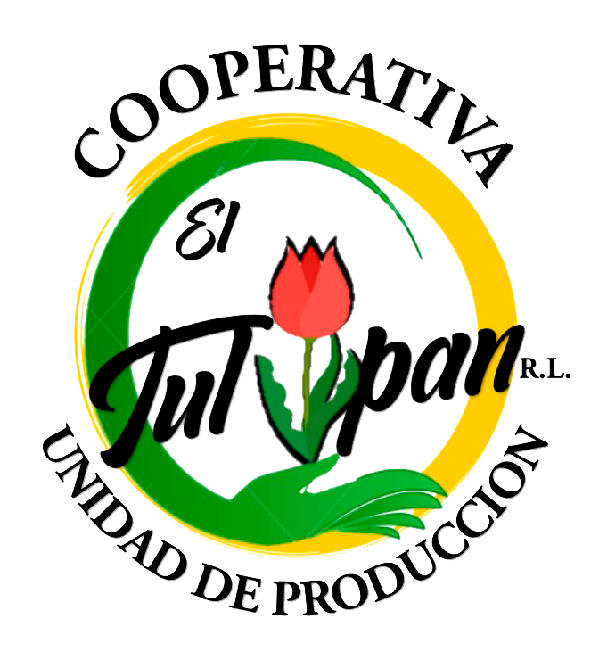 tulipan